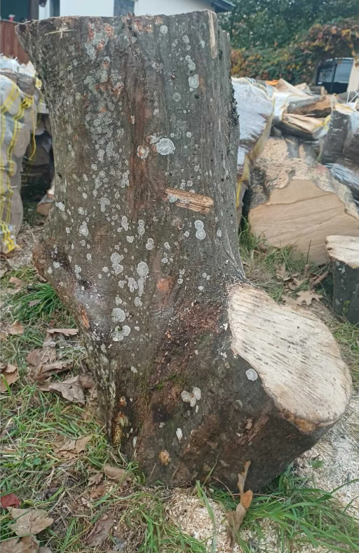 Kayın Ağacı Kütük - Tomruk